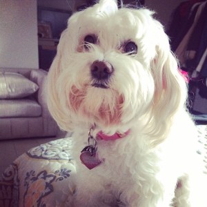 10150816_10153996078740182_1886560054_n