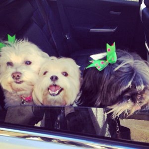 1958124_10153942180405182_316935108_n